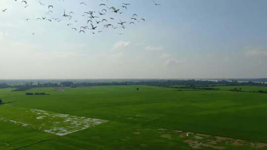 广袤田野背景下飞翔的鸟群视频素材模板下载