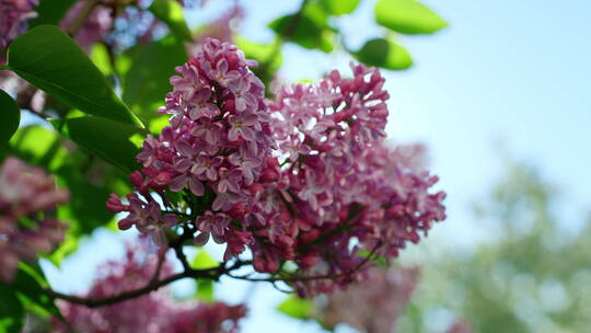 公园里盛开的粉红色丁香花