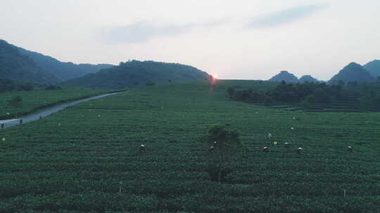 航拍茶园宣传视频素材