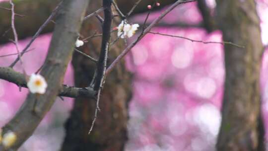 植物园公园梅花花朵开花春天风景视频素材