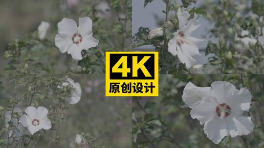 木槿花 灰 4K高清在线视频素材下载