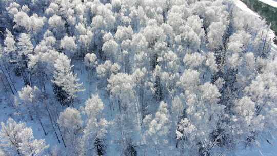 新疆喀纳斯雪松