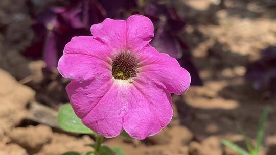 粉色矮牵牛花朵特写镜头