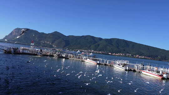 昆明海埂大坝看海鸥  红嘴鸥