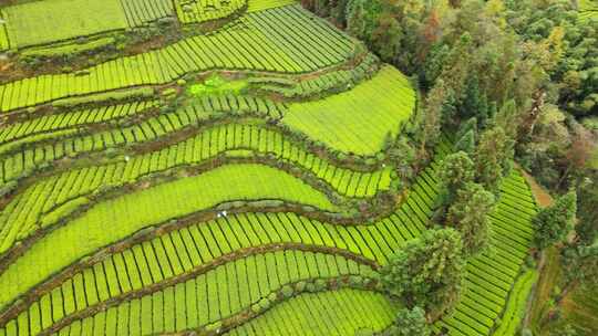 大山里的绿色茶园美景景色航拍