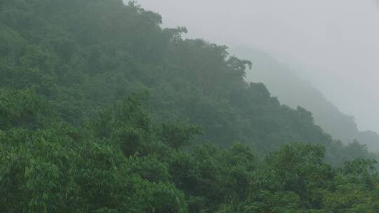 鹿峰山热带原始森林视频素材模板下载