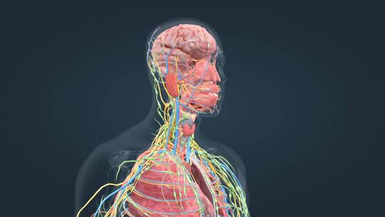 医学人体解剖人体奥秘人体大脑肺部神经动画
