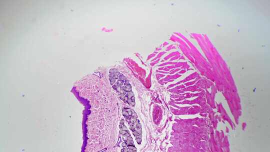 人食管横切面在明场显微镜下放大40倍