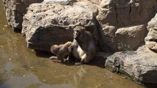 猕猴猴群母猴幼崽在水边