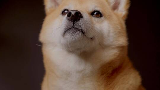 日本柴犬宠物狗摄影棚4K