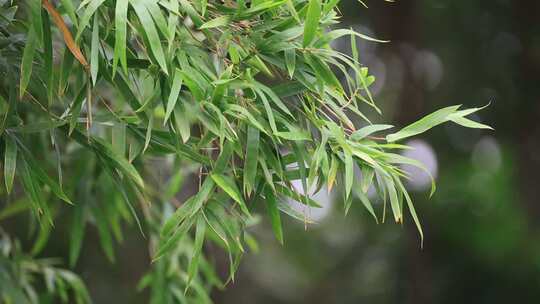 唯美竹林空镜