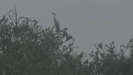 白鹭苍鹭栖息地LOG