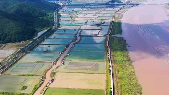 浙江三门，三门青蟹，养殖场地