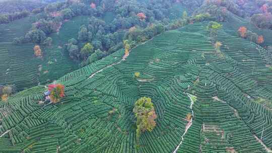 唯美杭州西湖龙井茶文化景区航拍茶园地茶叶