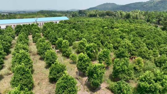 航拍农村旅游风景种植基地