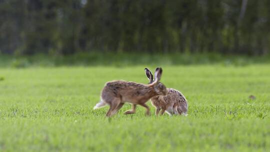 两只野兔在草原上吃草