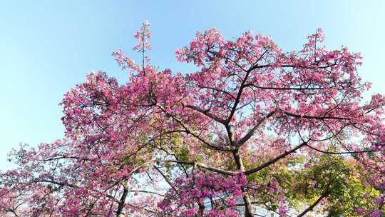中国广东省广州市荔湾区坦尾美丽异木棉
