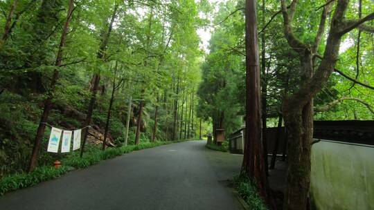 浙江临安山区自然，树木，石阶