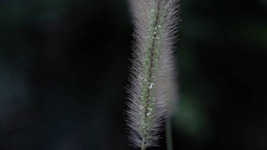 狗尾巴草特写视频素材模板下载