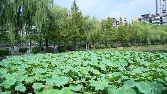 武汉汉口宝岛公园风景