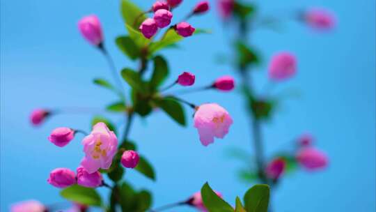 春天花朵樱花绽放过程植物延时摄影