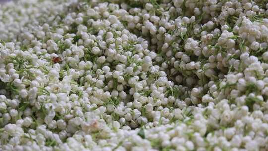 升格慢动作微距特写茉莉花与茉莉花茶制作