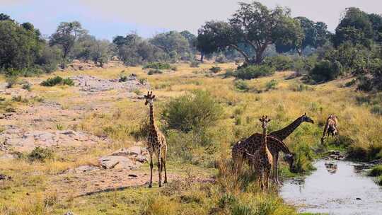 南非克鲁格国家公园的长颈鹿视频素材模板下载
