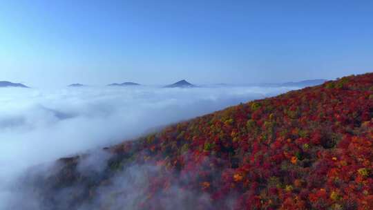 4K秋天五花山吉林东北秋景日出云海云雾逆光