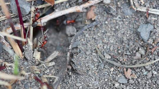 地上的红蚂蚁