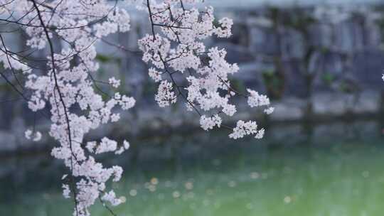 樱花春天樱花开放