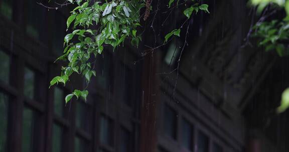 春天雨季森林树枝树叶