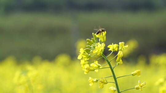 油菜花实拍