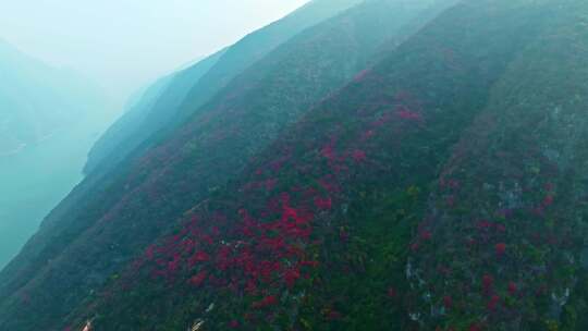 长江三峡巫峡红叶