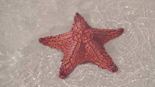 红色海星躺在沙滩上，海浪拍打着它