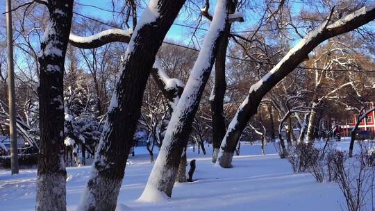 冬天公园老树小河雪景