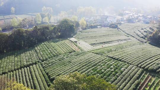 航拍杭州西湖梅家坞龙井绿茶叶园