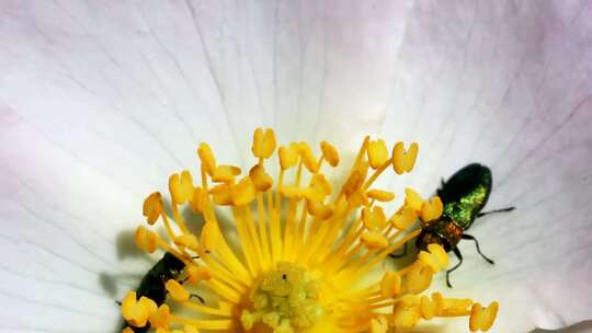昆虫在花朵中采蜜吃花蜜