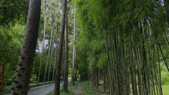 西双版纳热带雨林参天大树绿荫小路