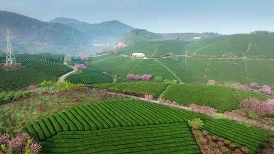 茶园风光高山茶园云雾茶叶采茶春茶