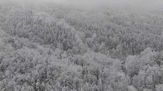 四川雅安泥巴山雪景树林雾凇实拍