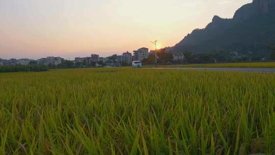 夕阳黄昏乡间水稻田园风光