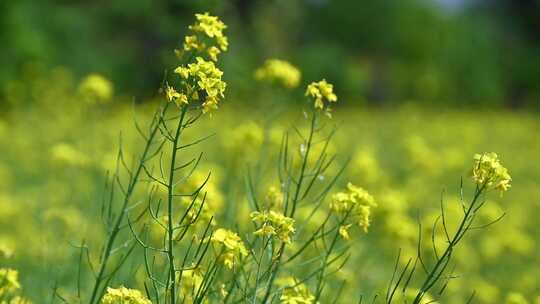 春天盛开的黄色油菜花与采蜜蜜蜂满画幅特写
