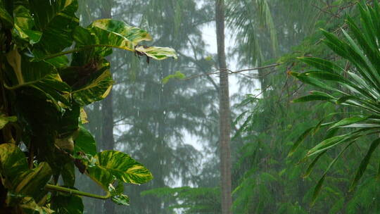 大雨在热带森林的慢动作