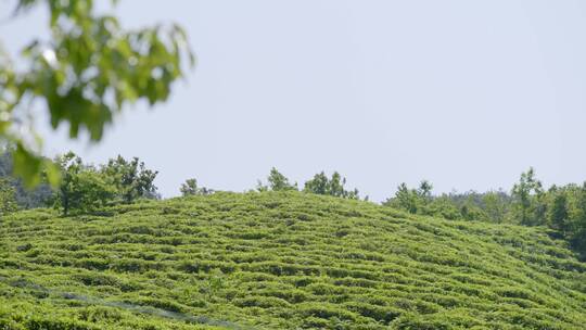 大风下的南方茶山 茶场 绿茶 茶叶