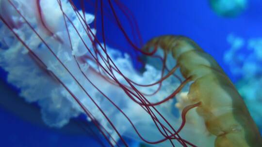 水族馆观赏水母七色4K