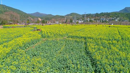 安宁市螳螂川油菜花海航拍