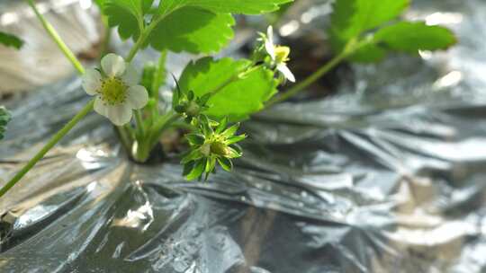 草莓园 农田 农业作物 水果 绿色植物 温室