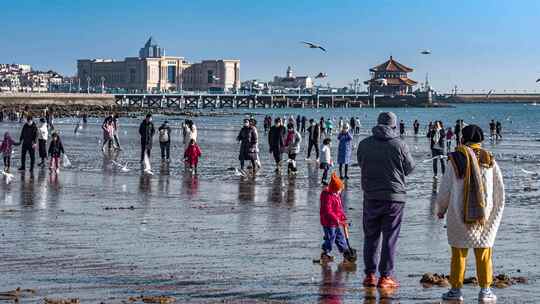 青岛栈桥海鸥