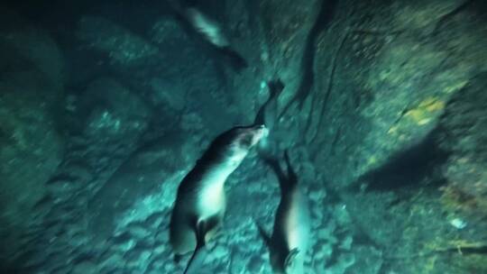 潜水野生海豹群玩耍觅食互动视频素材模板下载