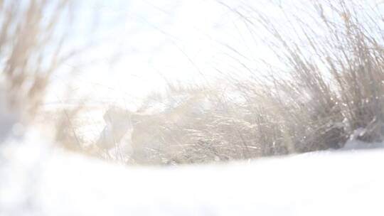 青海湖冬季雪景 狂风大雪中摆动的稻草丛